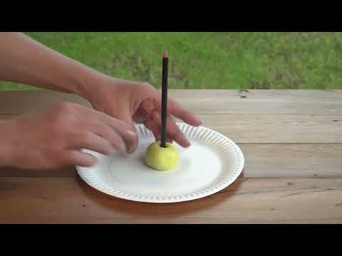 Kid Experiments: Sundial | English | Darwin and Newts