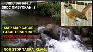 Download lagu terapi srdc agar cepat gacor, pancingan srdc agar bunyi, masteran srdc full isian,sikatan rimba mp3