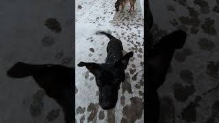 Video preview image #1 Border Collie-Unknown Mix Puppy For Sale in Mount Laurel, NJ, USA