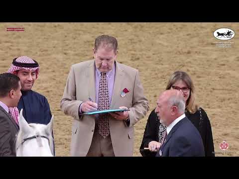 Doha International Arabian Horse Show 2023   Classe 12