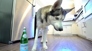 My Husky REACTS to trying Seltzer Water..