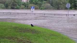 preview picture of video 'MKF-Fotodesign Bobstadt zeigt heute:Hochwasser in Eberbach am Neckar 2013 Part3'