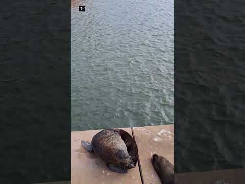 Lobos Marinos en Valdivia  Región De Los Ríos