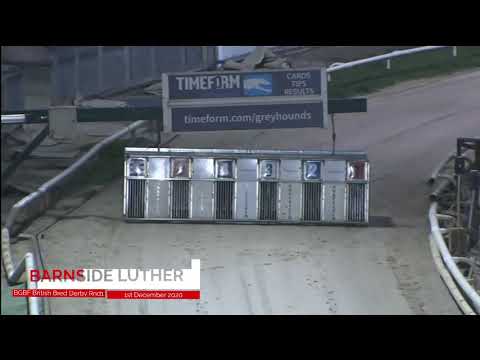 Barnside Luther - BGBF British Bred Derby - Heat 6