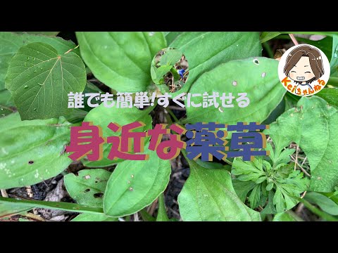 薬用植物としてのアンジェリカ: 応用と効果 ライフスタイル
