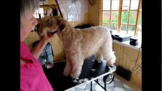 preview picture of video 'Soft-Coated Wheaten terrier - trimming with clippers'