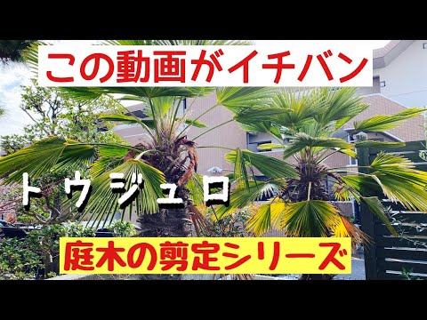 ヤシの木を正しく剪定する方法 トピックス