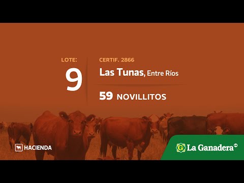 Lote Novillitos en Las Tunas (E.Rios)
