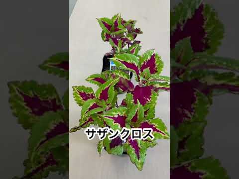 コリウス、コリオール、ソレノステモン