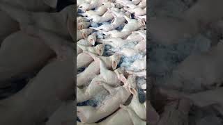 หมูหันสดวังใหญ่0819190942