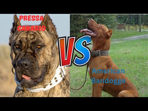 Presa Canario vs American Bandogge : A Comprehensive Comparison