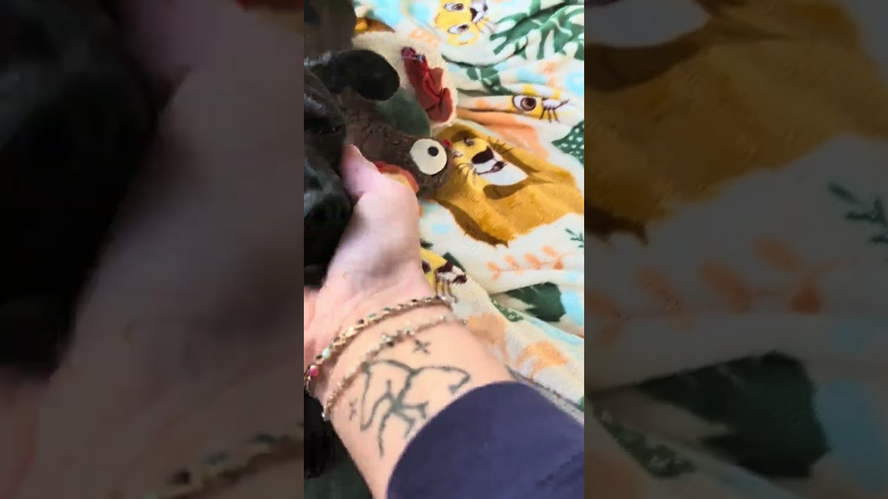 Elvira, a ADOPTABLE mixed breed in Rochester, MN video 5/5