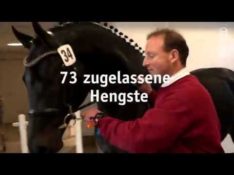 Holsteiner Körung und Elite-Reitpferdeauktion 2019 in Neumünster