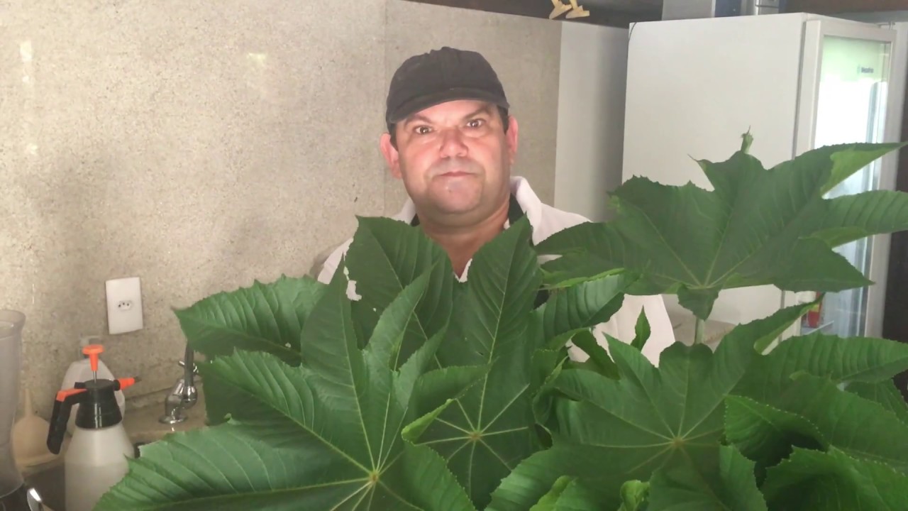 Como acabar com formigas carregadeiras - na horta, pomar e jardim.