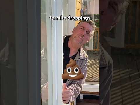 What to Do When You Find Termites in Your Property? 😱🏠 #shorts