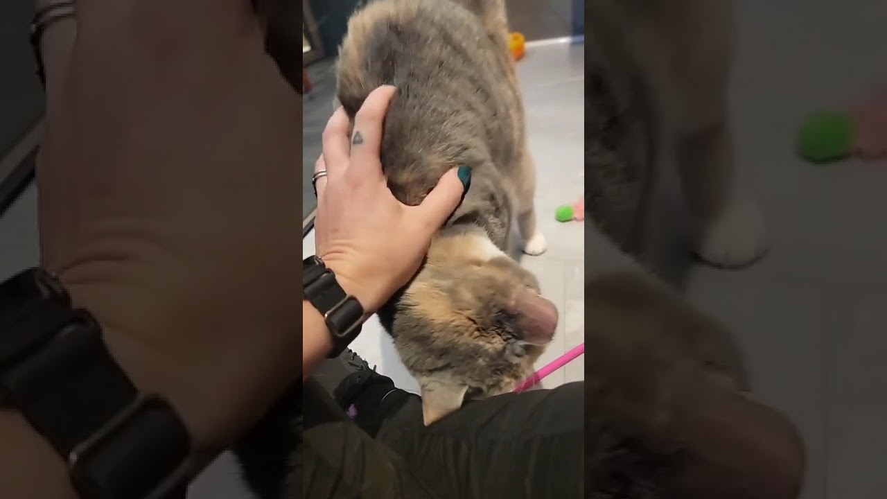 Enlarge Faith, a Adoptable Domestic Short Hair in Salt Lake City, UT video 3/4