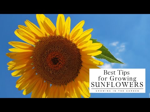 YouTube video about: When to plant sunflowers in arizona?