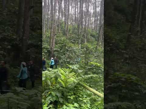 UB forest#ub trip run 2025