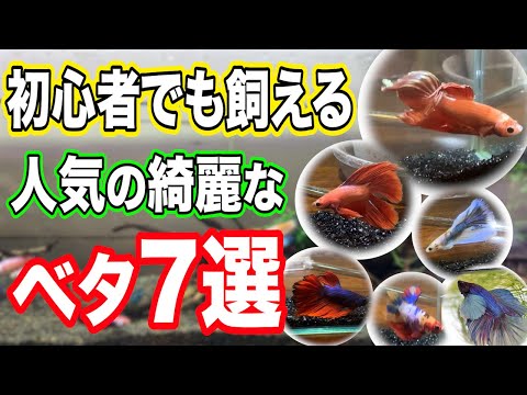 ベタの魚 – すごい要素を持つ孤独な魚