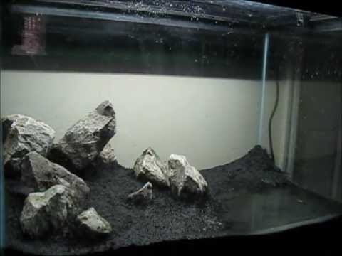 Time Lapse - Iwagumi Setup