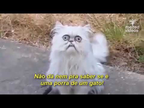Gato Bizarro!!!
