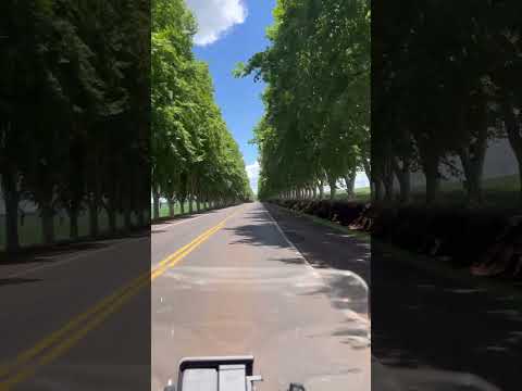 Caminho dos Plátanos- estação Verão - Boa Vista das Missões RS