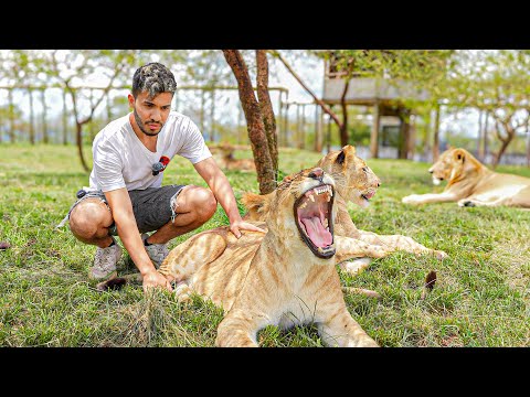 I ENTERED A CAGE WITH LIONS IN AFRICA 😱