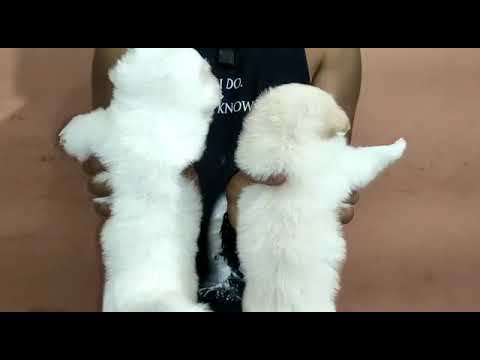 pomerain puppies available for sale at Kushagra dog kennel call now 8303399198up Varanasi