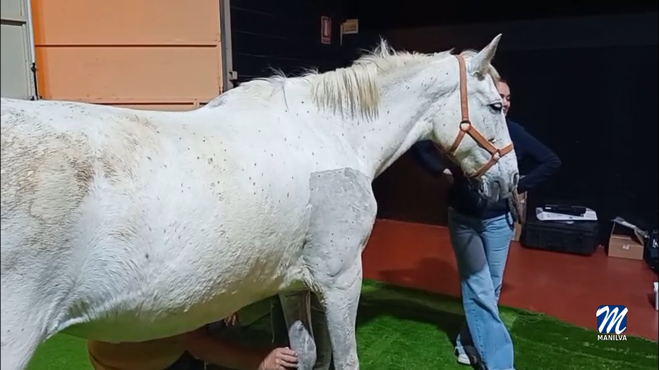 Segundo módulo del Proyecto Jaque Mate