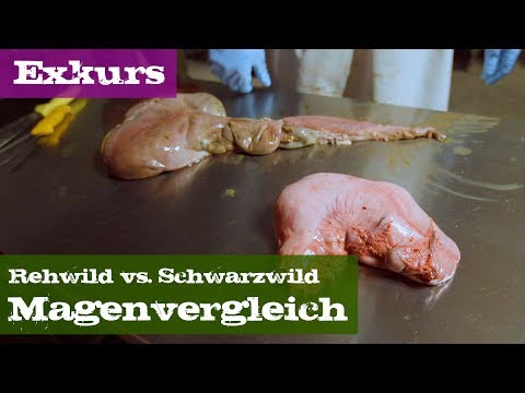 Magenvergleich - Rehwild vs. Schwarzwild - Exkurs Organe