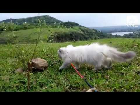 TRIXIE THE CAT | CAT VIDEO | FOR NIMISHA KHEDKAR