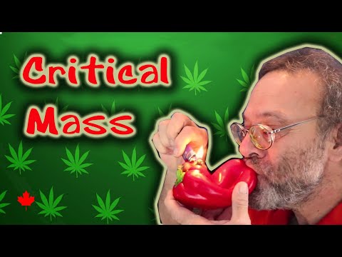 A pain relieving pot strain!  Smoke some Critical Mass