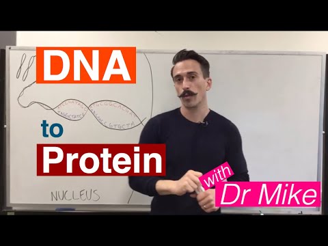 DNA Transcription and Translation | DNA to Protein