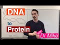 DNA Transcription and Translation | DNA to Protein