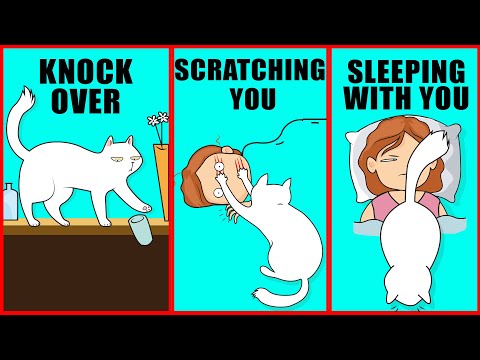 5 Weird Cat Behaviors Explained: Understand Your Cat Better