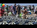 Biggest Seafood Market In Cotonou Bénin West Africa Buy And Cook Fresh Fish With Me In Bénin