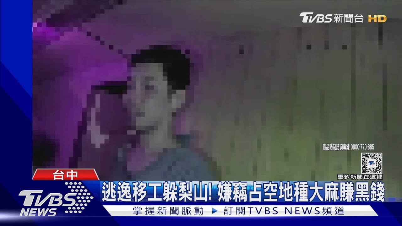 逃逸移工躲梨山! 嫌竊占空地種大麻賺黑錢