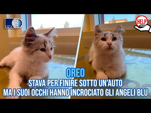 Stava per finire sotto un’auto, ma i suoi occhi hanno incrociato gli Angeli blu