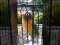 Lovebird Ngekek Panjang Slow