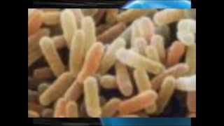 Microdocumentario su microbi , batteri e microrganismi (1 di 5)