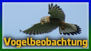 Birding und Fotografieren - Vögel in Deutschland