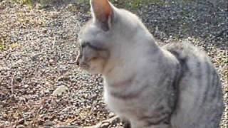 preview picture of video '和歌山城の猫2010.01.09 cat in Wakayama castle'