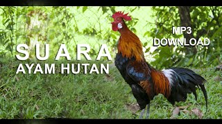 Download lagu The sound of a rooster is suitable for attracting mp3 Download lagu The sound of a rooster is suitable for attracting mp3