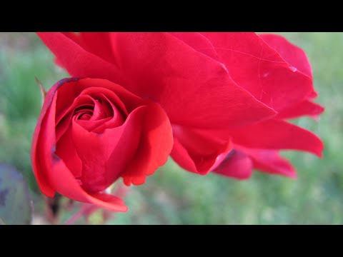 Blumen mit Liebeszauber | Alena Leja - Gesang, Shruti Box