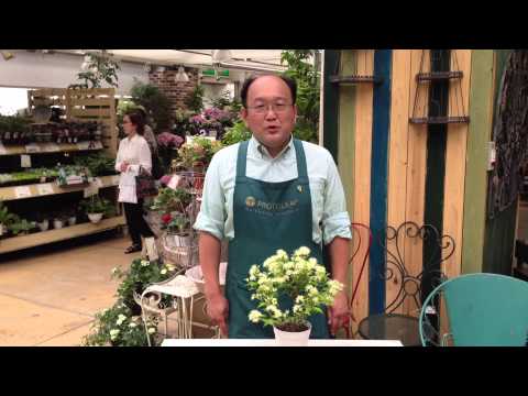 マートル、ブライダルマートル 植物