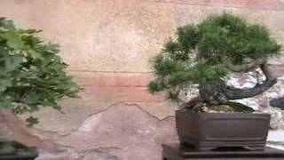 preview picture of video 'Mostra Bonsai Club Valle Agno'