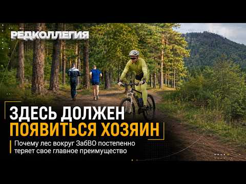 «Здесь должен появиться хозяин». Почему лес вокруг ЗабВО постепенно теряет свое главное преимущество