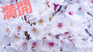 2022年！今年の姫路城も満開です【vlog】