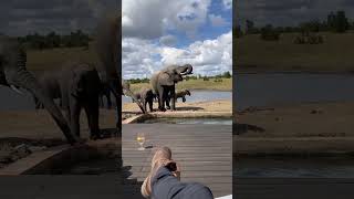 Drinks on the deck with the Elephants at Somalisa Camp⛺️🐘 #africanbushcamps #africansafari #safari