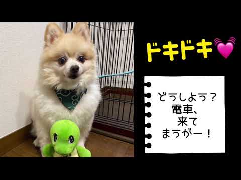 ワンワンU・x・Uお悩み相談室6️⃣9️⃣〜永平寺町「きなこちゃん」#踏切の警報機が鳴っている時は踏切内に入ってはダメ❌